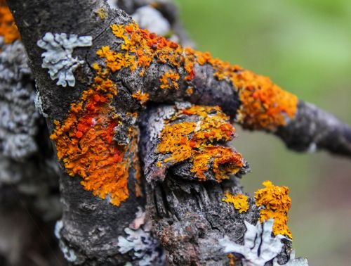 lichen moss nature