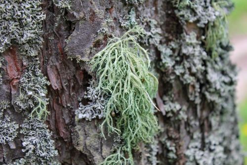lichen moss forest