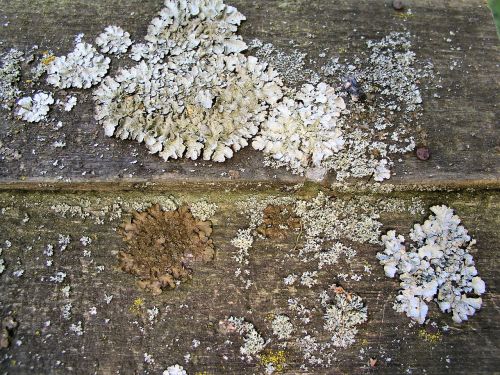 lichen wood texture