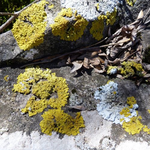 lichen pierre macro