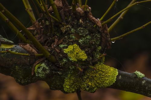 lichen trees moss