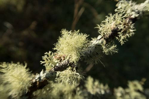 lichen nature wood