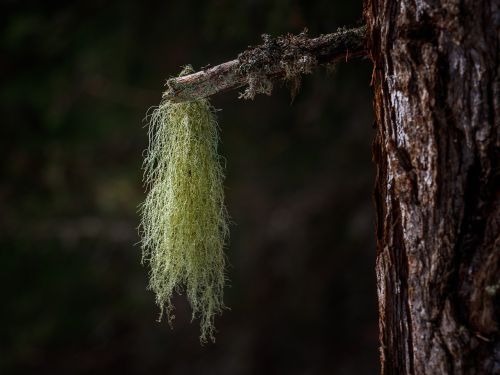 lichen forest nature