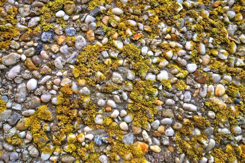 lichen algae cyanobacteria