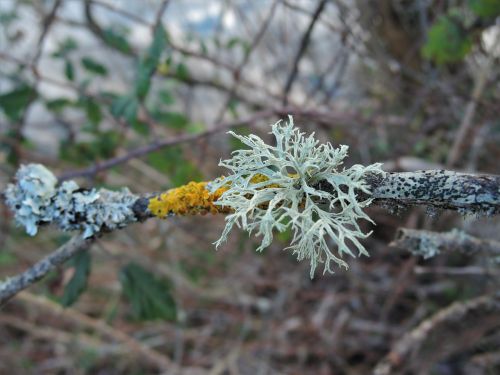 lichen branch