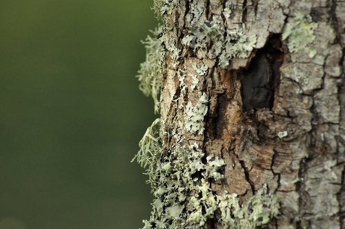 lichen  moss  bark