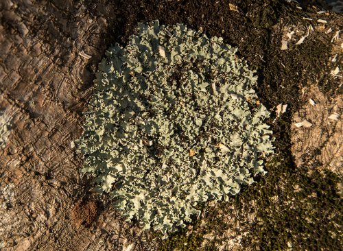 lichen  green  tree