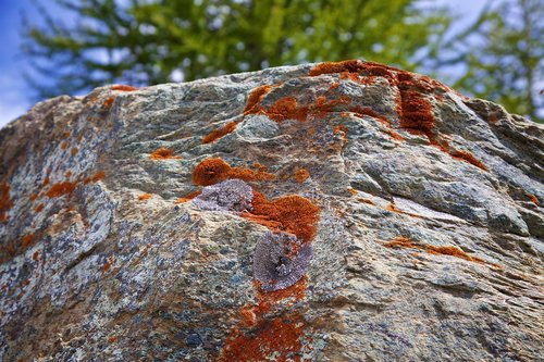 lichen  stone  nature