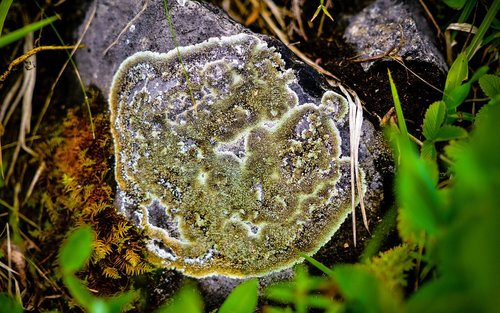 lichen  forest  ural