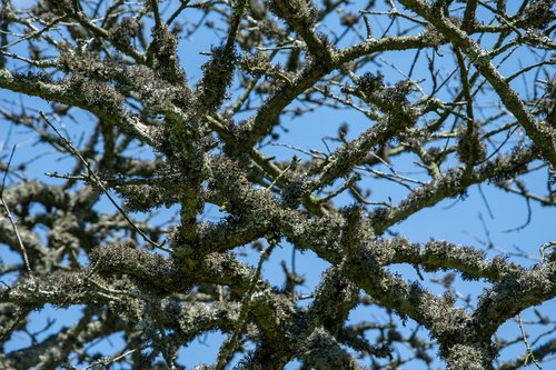 lichen  branches  tree