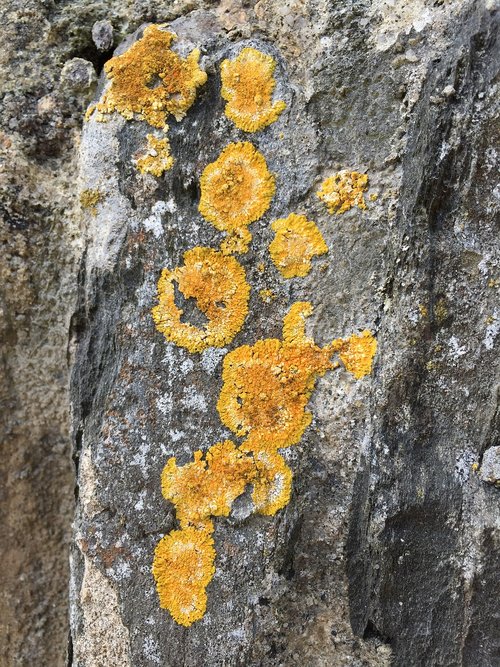 lichen  nature  rock