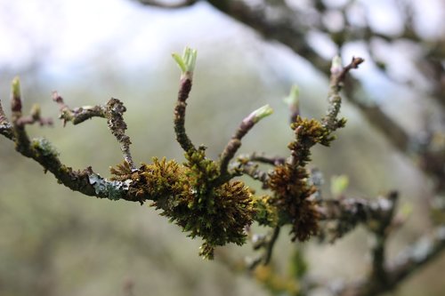 lichen  branch  tree