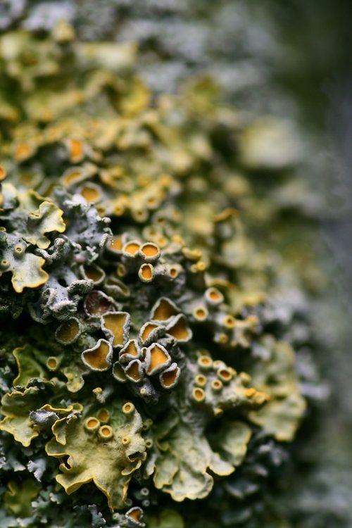 lichen  tree braid  nature