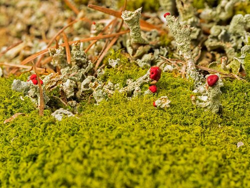 lichen  pillar lichen  rotfrüchtige pillar lichen