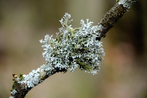 lichen  tree braid  branch