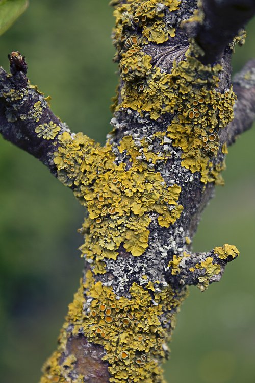 lichen  tree  nature