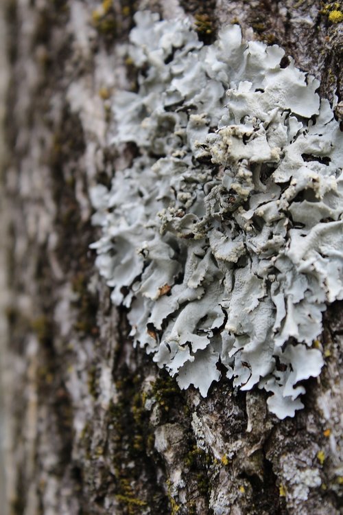 lichen  tree  bark