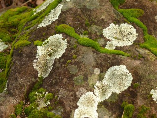 lichen ground rocks