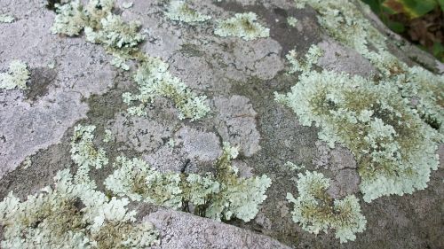 lichen rock stone