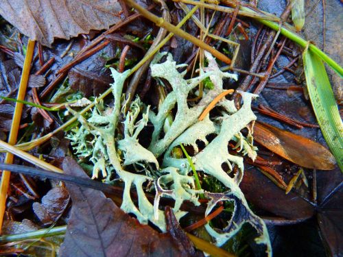 lichen plant forest