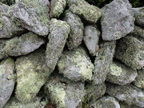 lichen stone texture