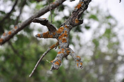 lichen tree branch
