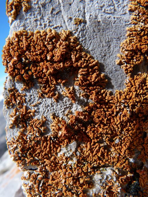 lichen foam nature