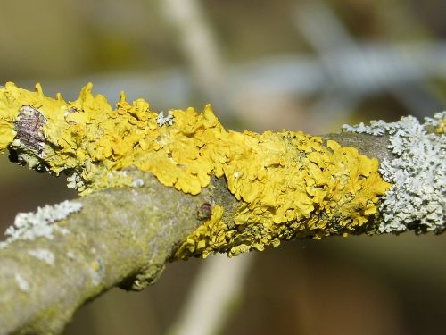 lichen bright yellow fouling