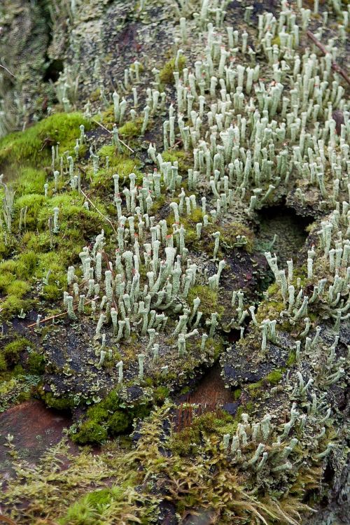 lichen moss forest