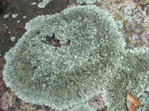 lichen collema stone