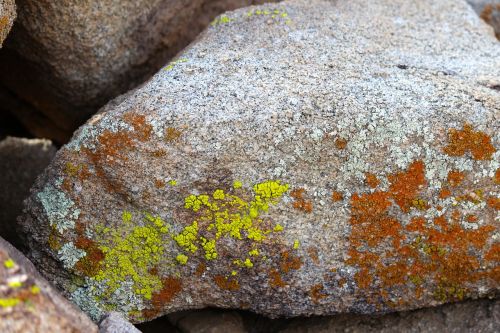 lichen rock joshua tree national park