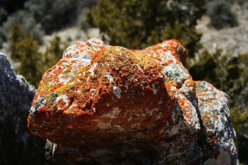lichen boulder rock