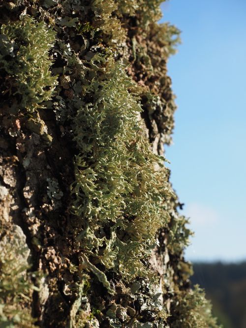 lichen tree sorediöse astflechte