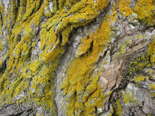 lichen nature environment