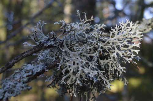 lichen branch spring