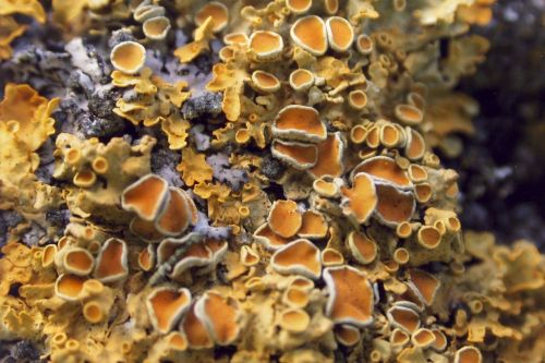 lichen nature texture