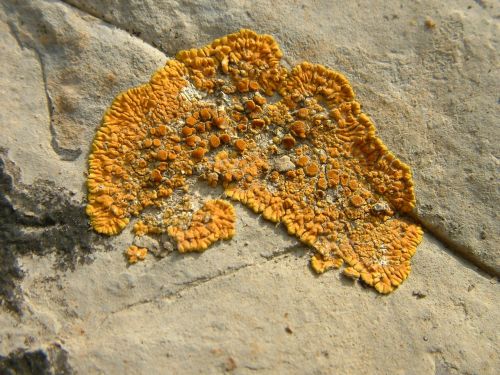 lichen stone orange