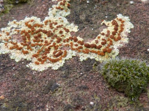 lichen rock autumn