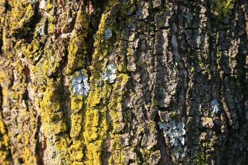 Lichen On Tree Bark