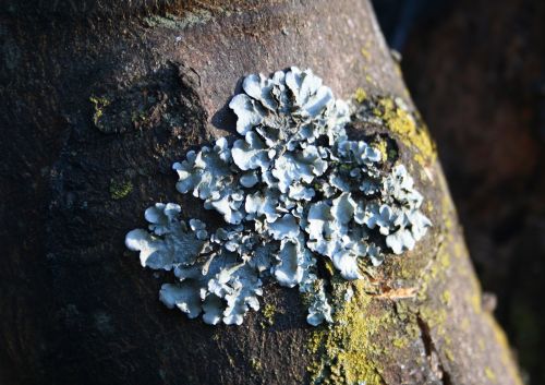Lichen On Tree Trunk