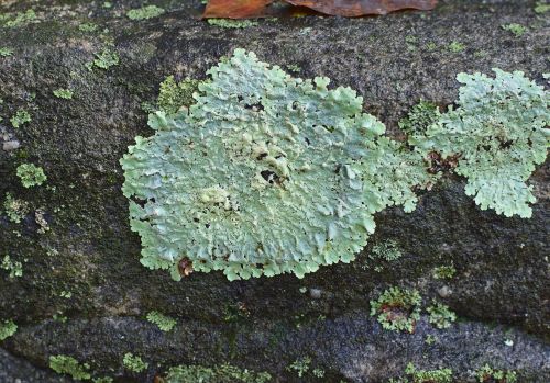 lichens rock symbiotic