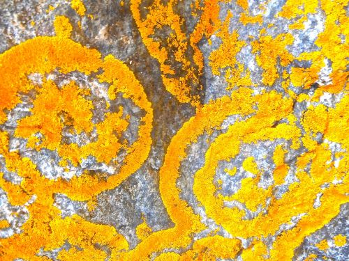 lichens structure orange