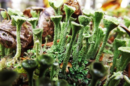 lichens green detail