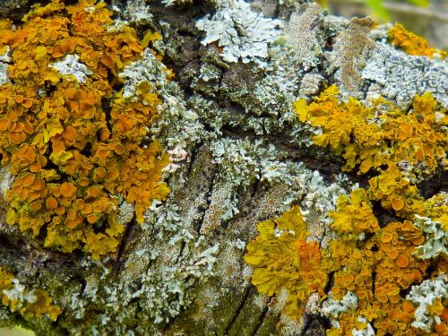 lichens branch almond tree