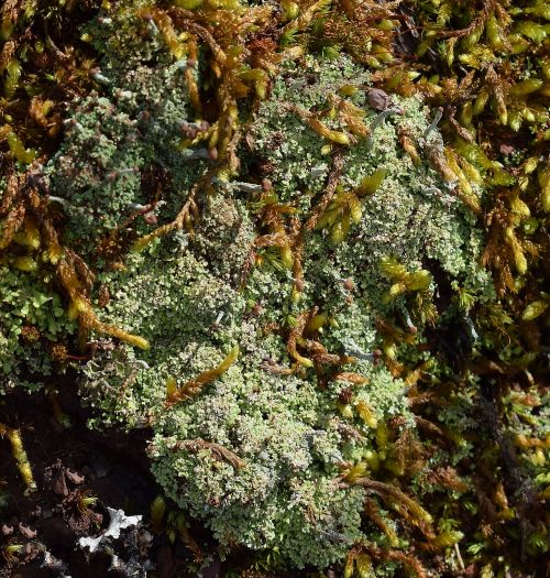 lichens and moss on forest floor lichen symbiotic