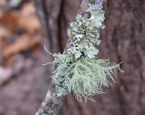 lichens on branch lichen symbiotic