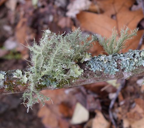 lichens on branch lichen symbiotic