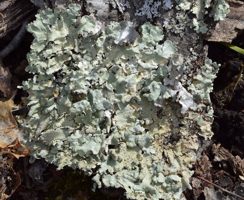 lichens on forest floor lichen symbiotic