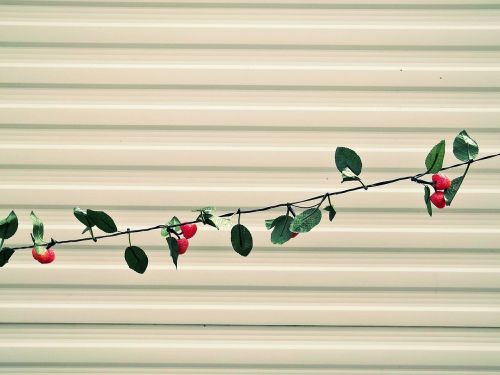 lichterkette strawberries wall