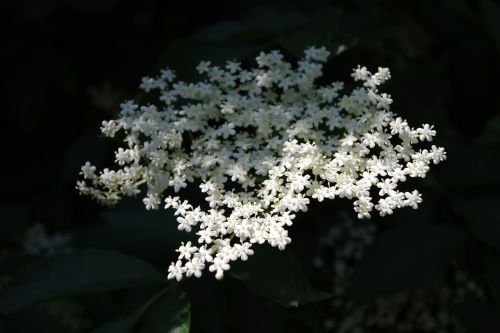 lichtspiel white flower plant